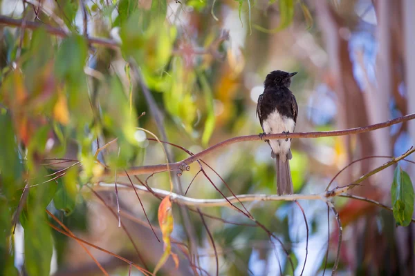 Black Phoebe (Sayornis nigricans) encaramado en una rama de árbol — Foto de Stock