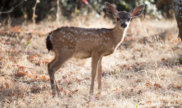 Podejrzane – czarny Bielik jelenie (Odocoileus hemionus) Jelonek, patrząc w alert. — Zdjęcie stockowe