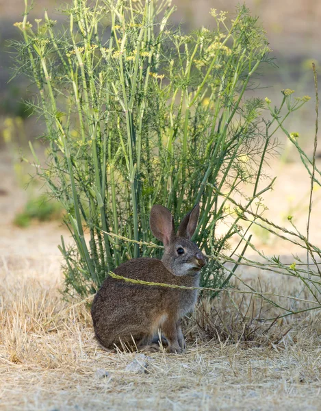 ワタオウサギ ウサギ - Sylvilagus — ストック写真