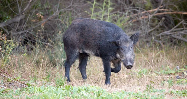 Wild Boar (Sus scrofa) in alert. San Jose, Santa Clara County, California, USA — Stock Photo, Image