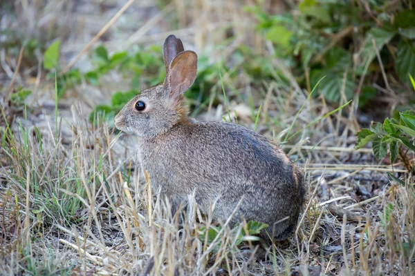 Wachsames Baumwollschwanzkaninchen - sylvilagus — Stockfoto