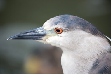 Siyah Taçlı Gece Zon (Nycticorax nycticorax) Yetişkin baş