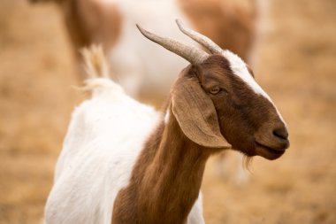 Yerli keçi (Capra Aegagrus Hircus)