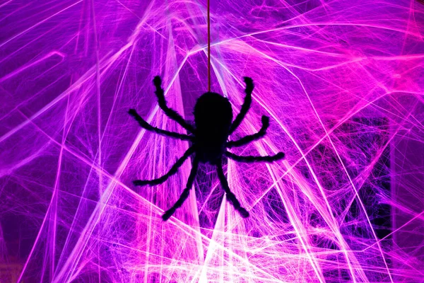 Arrivato Ragno Nero Ragno Strisciando Viola Pannocchia Web Halloween Illuminare — Foto Stock