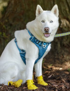 Pençe koruyucu ayakkabılar giyen Beyaz Sibiryalı Husky Erkek