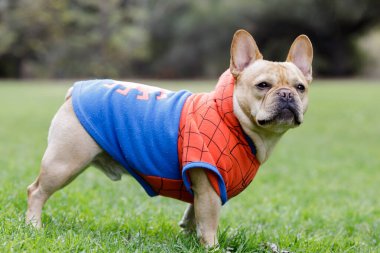 Örümcek Adam gibi giyinmiş Genç Fransız Bulldog.
