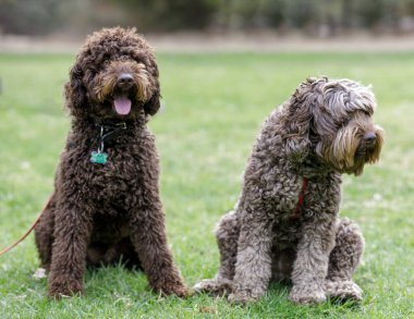 Erkek (sol) ve dişi (sağ) Labradoodles