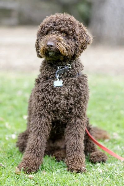 Chocolate Brown Labradoodle Male Puppy Sitting Looking Way — Stock Photo, Image