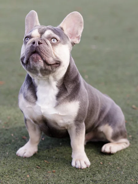 Lilac Trindle French Bulldog Puppy Male Sitting Looking Leash Dog — Stock Photo, Image