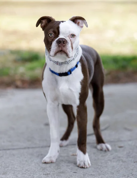 Boston Terrier Female Puppy White Brown Coat Leash Dog Park — Stock Photo, Image