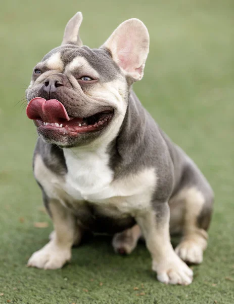 Lilac Trindle Francês Bulldog Puppy Masculino Panting Sticking Tongue Out — Fotografia de Stock