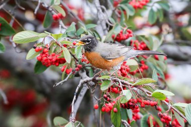 Amerikalı Robin Toyon meyvesi yiyor. Santa Clara County, Kaliforniya, ABD.