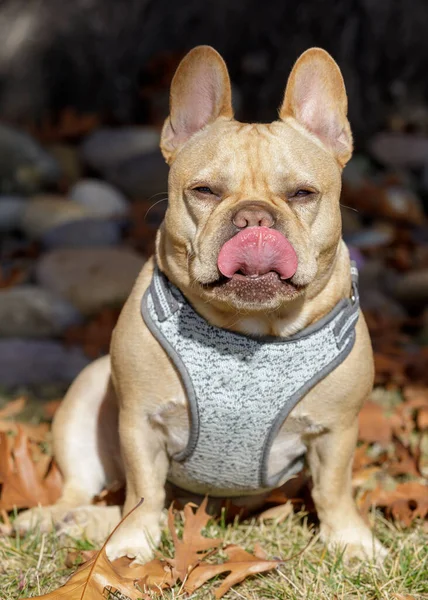 Bulldog Francés Masculino Sentado Lamiéndose Nariz Parque Perros Fuera Correa —  Fotos de Stock