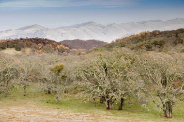 Blue Oaks, Rolling Hills, Diablo Range ve Livermore üzerinden California Central Valley manzarası. Morgan Bölge Koruması, Contra Costa County, Kaliforniya, ABD.