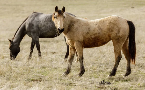 加利福尼亚利弗莫尔附近的农村地区有两匹马在放牧 — 图库照片