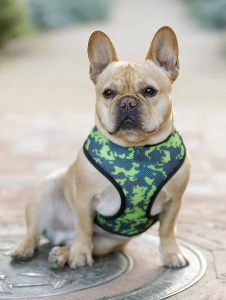 Fashionable Frenchie Sitting and Looking Away. City Garden in Palo Alto, California.