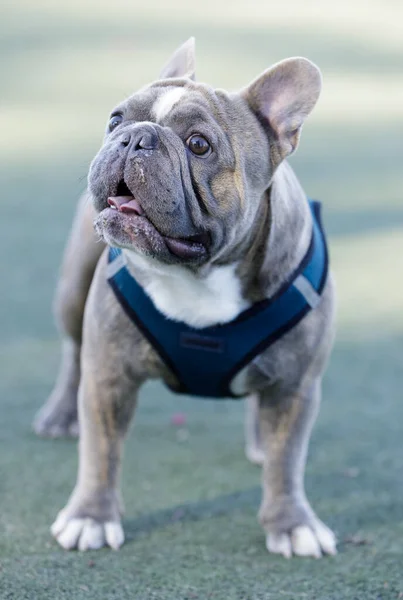 Brindle French Bulldog Male Picioare Face Față Parcul Câini Leash — Fotografie, imagine de stoc