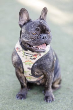 Fransız Buldog Köpeği Erkek Köpek Dili dışarıda ve uzaklara bakıyor. Kuzey Kaliforniya 'da tasmasız köpek parkı.