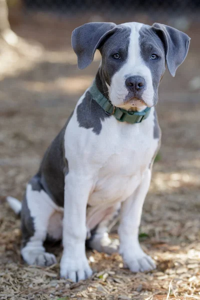 Months Old Blue Nose Pitbull Cachorro Hombre Sentado Mirando Cámara — Foto de Stock