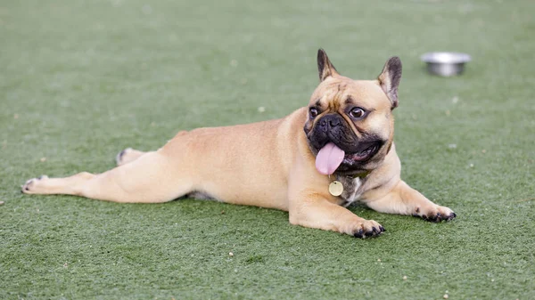 Fawn French Bulldog Cachorro Acostado Jadeando Con Lengua Hacia Fuera — Foto de Stock