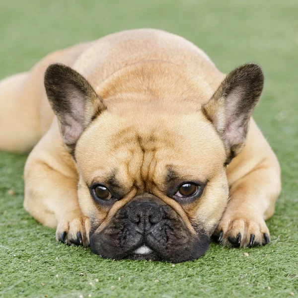 Fawn French Bulldog Cachorro Acostado Descansando Con Cara Triste Parque — Foto de Stock