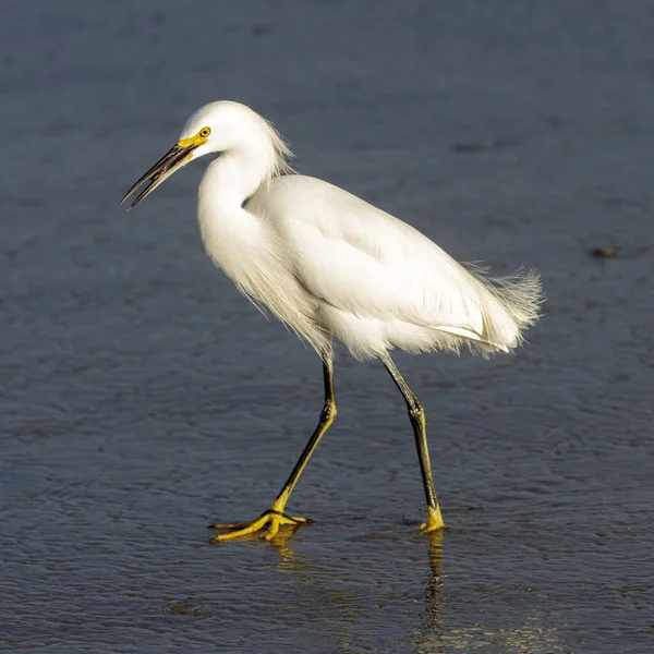 Une Aigrette Neigeuse Avec Crabe Dans Son Bec Capitola Beach — Photo