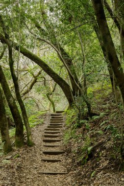 Kaliforniya körfezi Laurel Ormanı 'nı geçen merdivenler. Foothills Park, Santa Clara County, California, ABD.