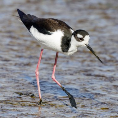 Siyah boyunlu Stilt Wading. Baylands Doğa Koruma Alanı, Santa Clara County, Kaliforniya, ABD.