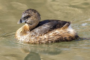 Pied gagalı yağlı yüzme. Shoreline Lake and Park, Santa Clara County, Kaliforniya, ABD.