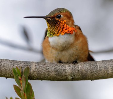 Allen's Hummingbird Adult Male. Santa Cruz, California, USA. clipart