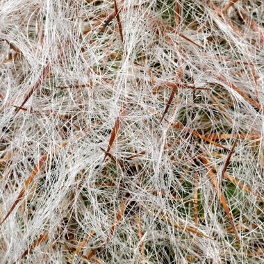 Oreocereus Celsianus Kaktüsü yakın plan. Arizona Kaktüs Bahçesi Stanford, Kaliforniya.