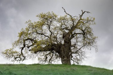İlkbaharda tepede Lone Oak Tree var. Pearson-Arastradero Koruma Alanı, Santa Clara County, Kaliforniya, ABD.
