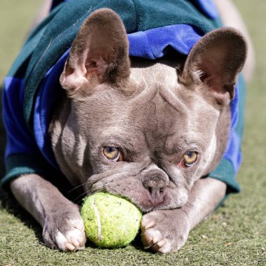 7 aylık brindle leylağı dişi Fransız yavru oyuncakla dinleniyor ve kameraya bakıyor. Kuzey Kaliforniya 'da tasmasız köpek parkı.