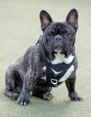 6 aylık Brindle Erkek Fransız Köpek Oturuyor ve Kameraya Bakıyor. Kuzey Kaliforniya 'da tasmasız köpek parkı.