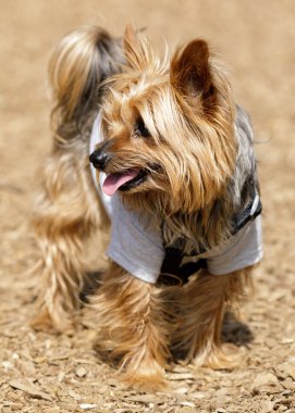 Yorkshire Teriyeri (nam-ı diğer Yorkie) Duruyor ve Uzaklara Bakıyor. Kuzey Kaliforniya 'da tasmasız köpek parkı.