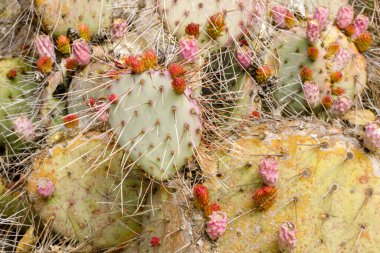 Çiçek tomurcuklu dikenli armut. Stanford, Kaliforniya 'daki Arizona Kaktüs Bahçesi.