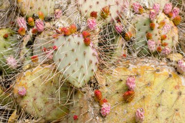 Prickly Pear with Flower Buds. The Arizona Cactus Garden in Stanford, California. clipart
