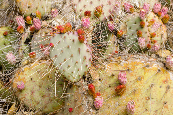 Prickly Pear with Flower Buds. The Arizona Cactus Garden in Stanford, California.