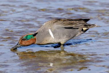 Çamur düzlüklerinde yiyecek arayan yeşil kanatlı yetişkin bir erkek. Baylands Doğa Koruma Alanı, Santa Clara County, Kaliforniya, ABD.