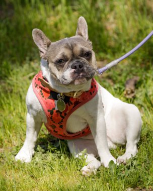 5 aylık Beyaz ve Tan Pied 'li Fransız Kadın Oturup Kameraya Bakıyor. Kuzey Kaliforniya 'da tasmasız köpek parkı.