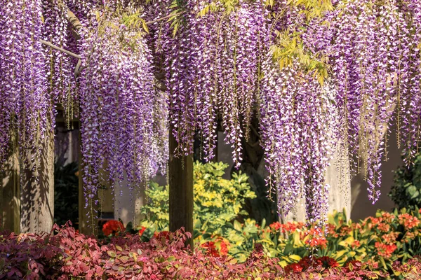 Wisteria Pendurado Treliças Fora Santa Clara Mission Santa Clara Califórnia — Fotografia de Stock