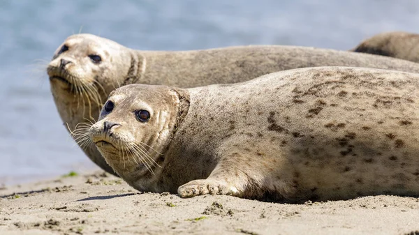 Alert Harbor Seals ready to jump into water. Moss Landing, Monterey County, California, USA.