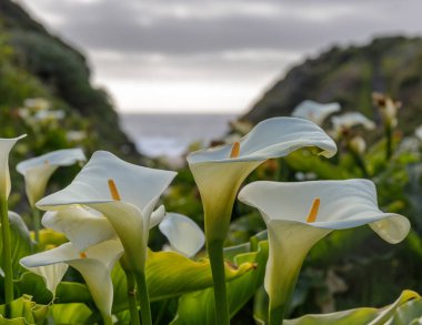Calla Lily Vadisi çiçek açmış. Garrapata State Park, Monterey County, California, ABD.