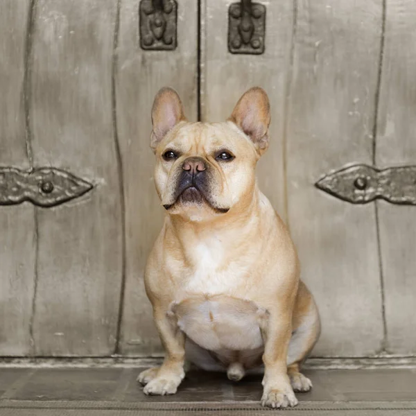 Bulldog Francés Sentado Frente Una Puerta Antigua California Mission —  Fotos de Stock