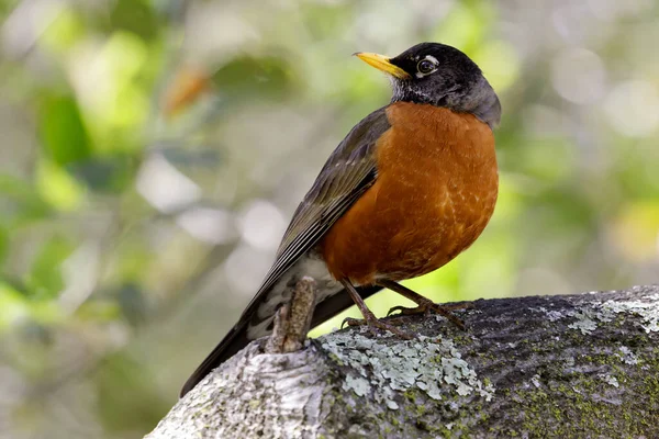 Hombre Adulto Robin Americano Encaramado Rama Del Árbol Condado Santa —  Fotos de Stock