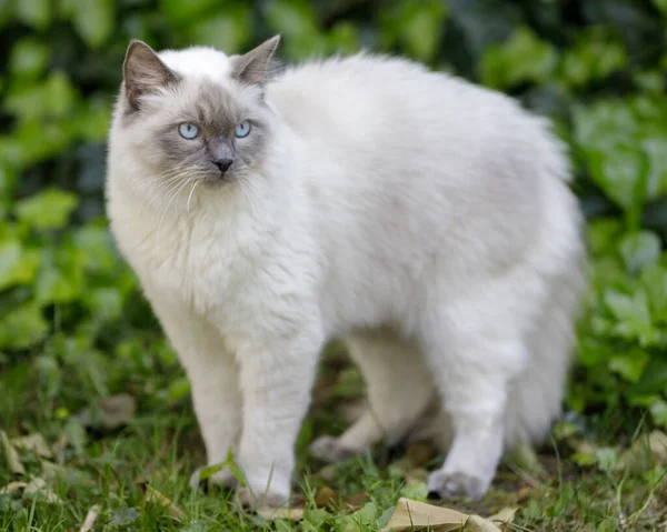 Year Old Male Ragdoll Cat Arched Back Outdoors Northern California — Stock Photo, Image