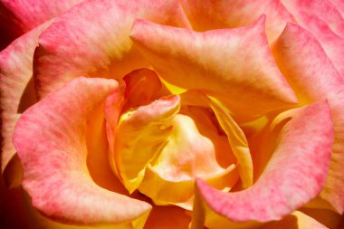 Sarı Gül ve Kırmızı İpuçları Kuzey Kaliforniya 'da Baharda Çiçek