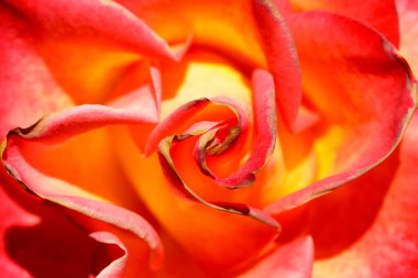 Sarı Gül ve Kırmızı İpuçları Kuzey Kaliforniya 'da Baharda Çiçek