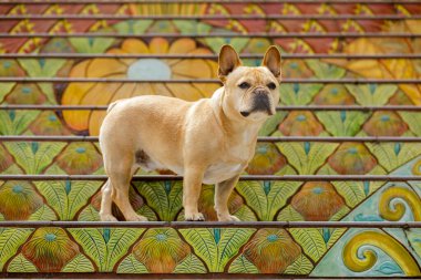 Kuzey Kaliforniya 'daki mozaik döşemeli merdivenlerde duran Meraklı Genç Erkek Tan Frenchie