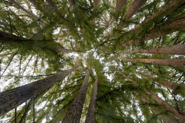 Circle of Coast Redwoods in Portola Valley. San Mateo County, California, USA. clipart